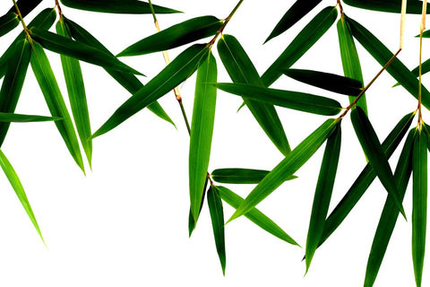 Bamboo Extract Sustainable Skin Benefits