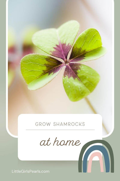 grow your own shamrocks at home.