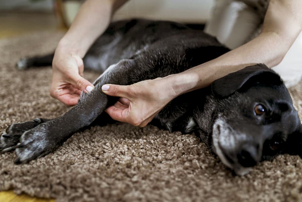 Dog receiving a massage to help alleviate his arthritis. WagWorthy Naturals Hip and Joint Supplement can help prevent arthritis in dogs