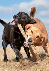 two dogs playing with a stick for exercise and joint mobility