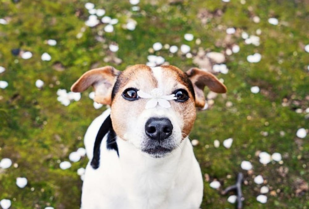 Senior Jack Russel dog with a cherry blossom on the nose looking playfully at the camera uses WagWorthy Naturals Hip and Joint Supplement to reduce inflammation, and enhance mobility