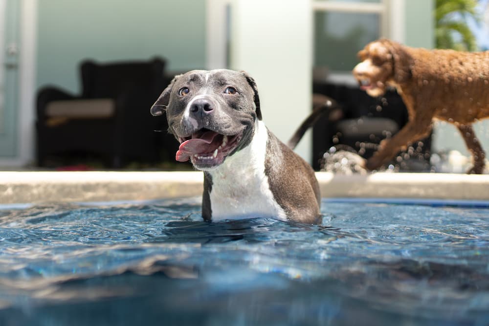 Grey senior pitbull playing joyfully in the pool and enjoying a swim thanks to WagWorthy Naturals Hip and Joint Supplement that sooths achy joints