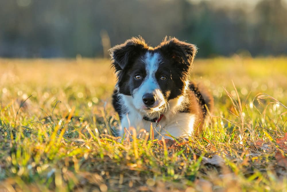 Border collie puppy lying in a field and looking joyfully at the camera thinking that WagWorthy Naturals Hip and Joint Supplement is the joint pain reliever for dogs 