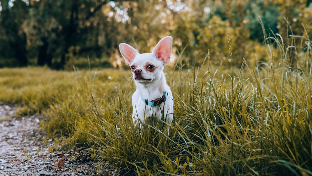 Senior chihuahua walking in the countryside that loves his WagWorthy Naturals Hip and Joint Supplement because it contains only the most effective natural ingredients to support dog’s joints