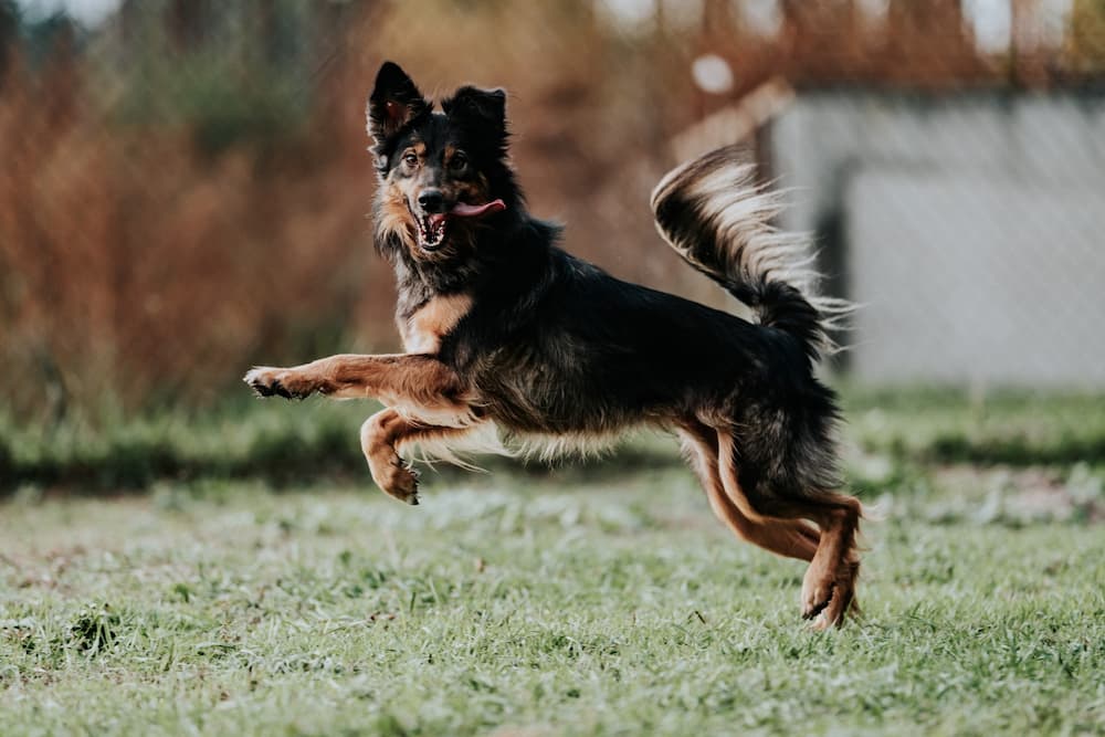 Funny jumping dog on the grass doing his happy dance and sticking his tongue out because he uses WagWorthy Naturals Hip and Joint Supplement that sooths achy joints