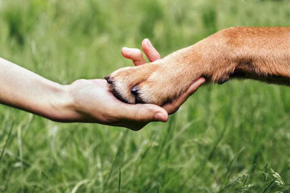 Human hand with dog's paw in a field of grass. WagWorthy Naturals Hip and Joint Supplement can help prevent arthritis in dogs