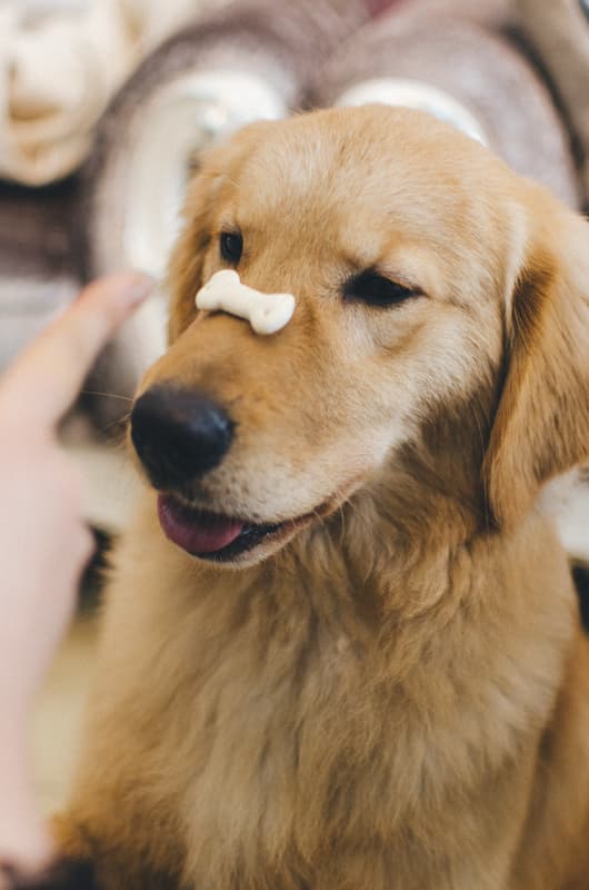 Golden labrador practicing training and obedience commands with a treat that can be replaced for a WagWorthy Naturals treat that contains only the most effective natural ingredients to support your dog’s joints