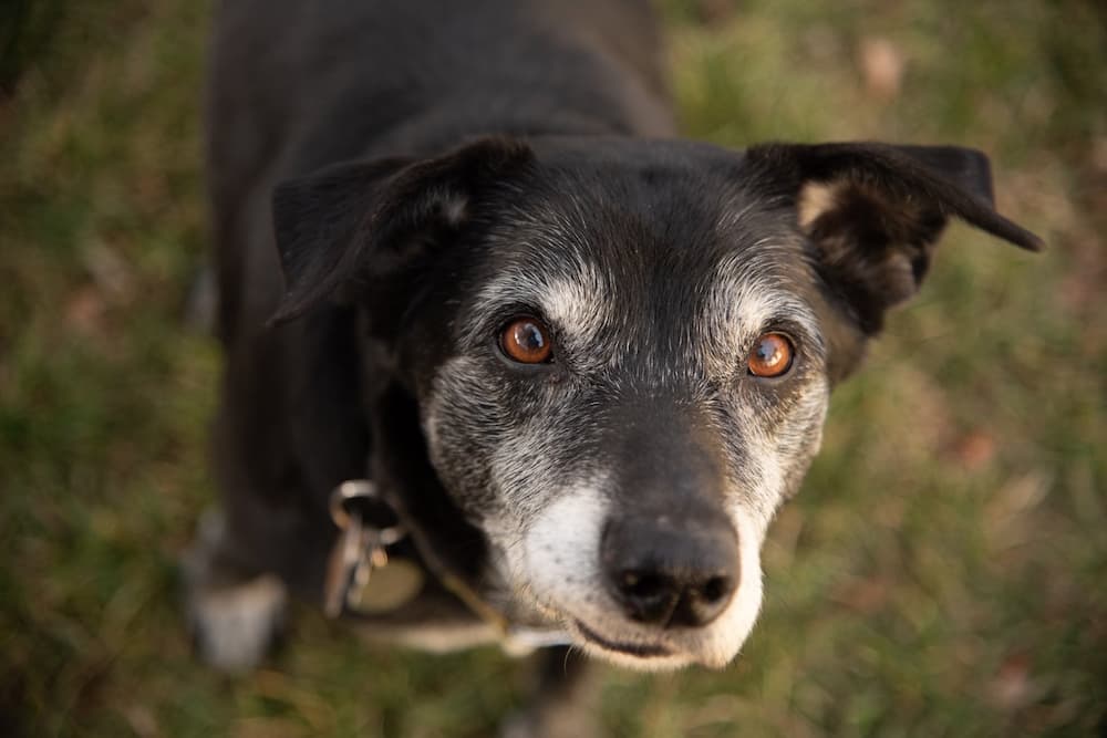 Old grey dog staring at the camera because he takes WagWorthy Naturals Hip & Joint Supplement for dogs that helps senior dogs stay active and mobile