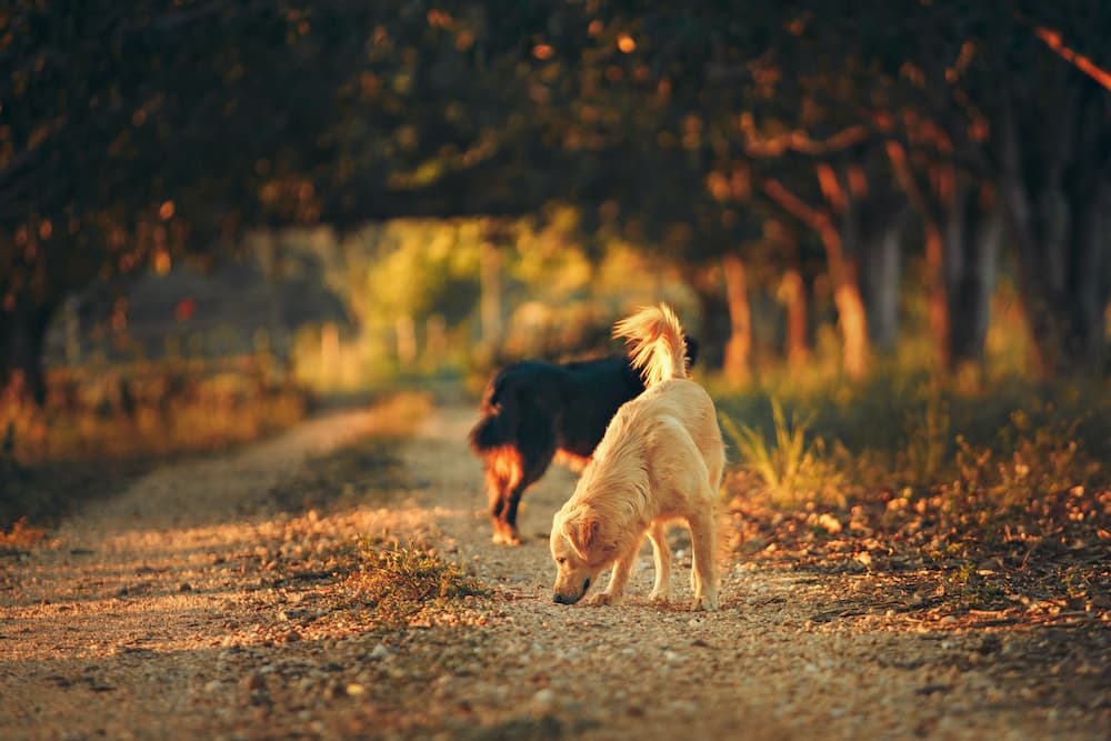Two senior dogs sniffing around the ground during a walk and exercising thanks to WagWorthy Naturals Hip & Joint Supplement, the best arthritis pain relief for dogs