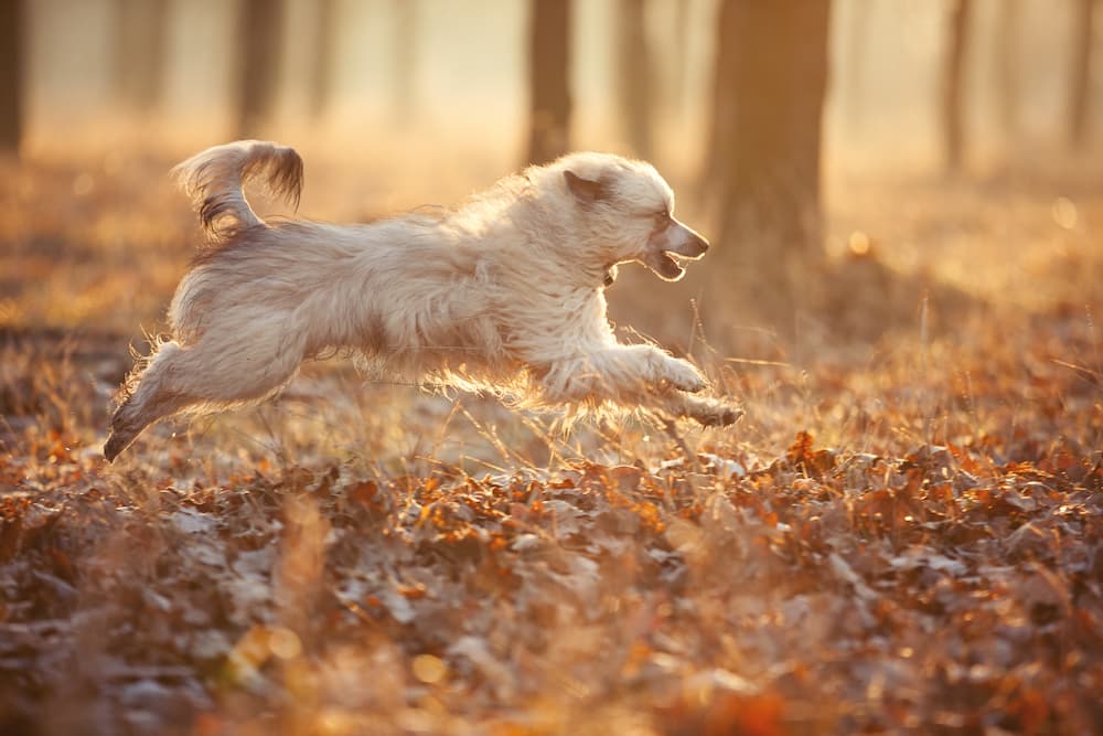 White dog running in the forest with no pain thanks to WagWorthy Naturals Hip and Joint Supplement that contains only the most effective natural ingredients to support your dog’s joints