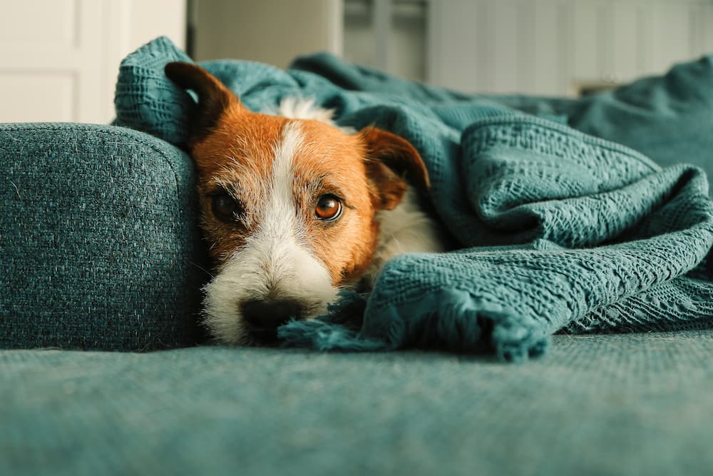 Portrait of sleeping Jack Russell senior dog on the sofa cushion with blanket that uses Wagworthy to reduce pain from arthritis and protect his joints