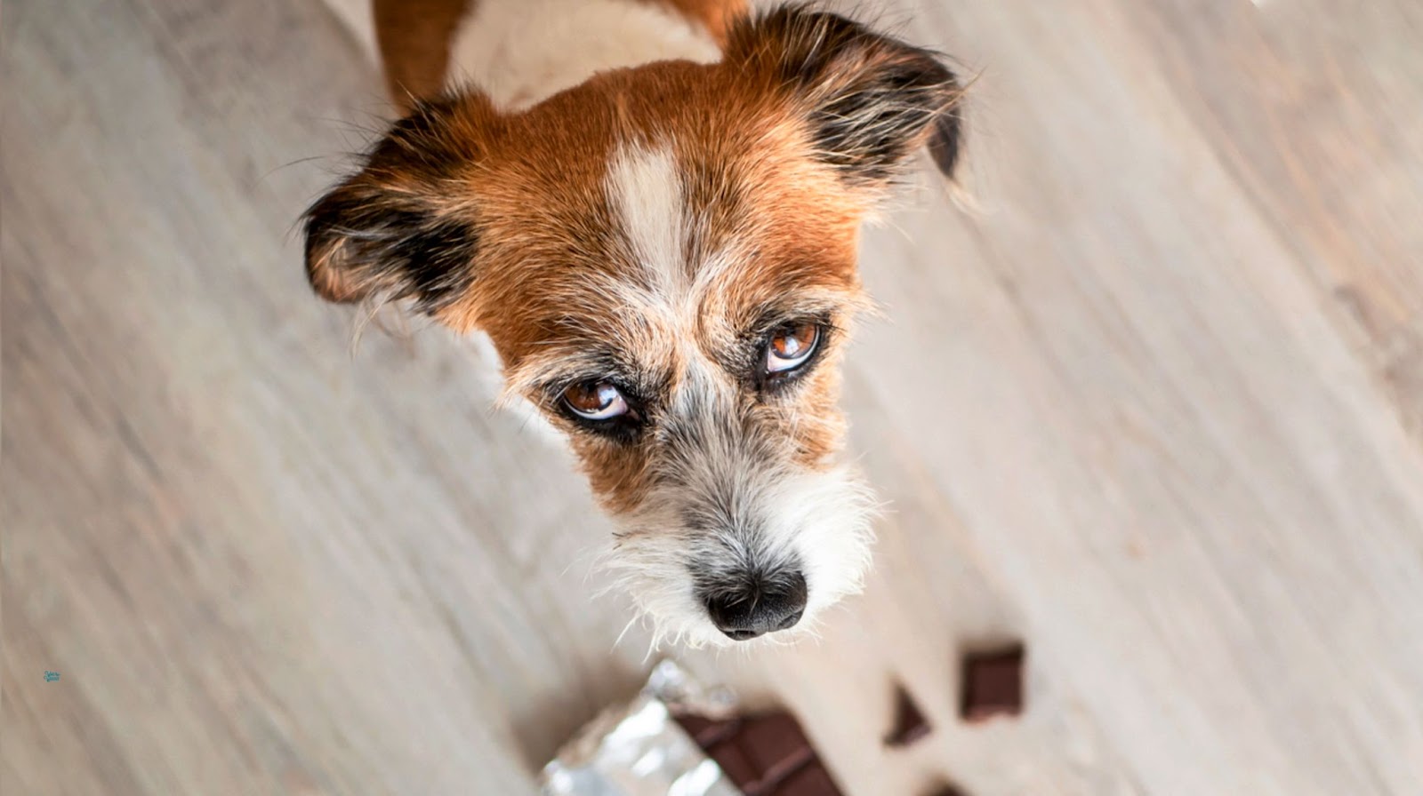 Senior dog looking at the camera next to some chocolate chunks lying on the floor