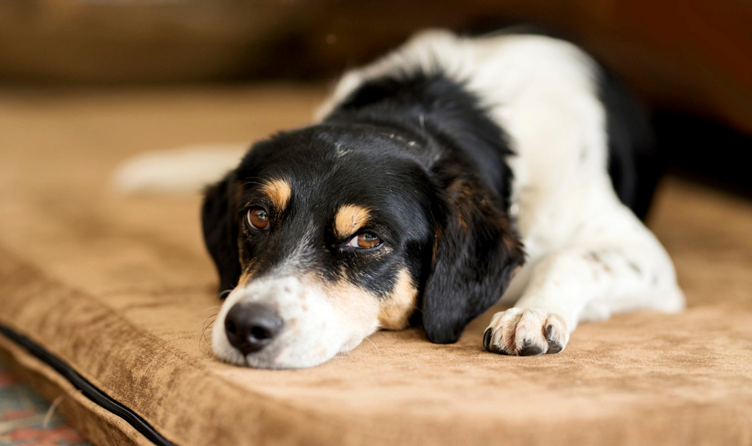 Senior dog lying on the couch that takes WagWorthy Naturals Hip and Joint Supplement to reduce inflammation, and enhance mobility