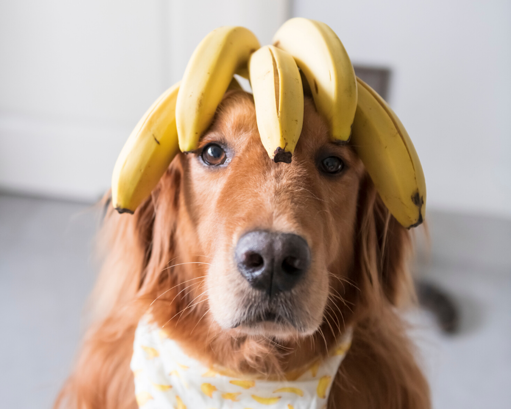 The Benefits of Bananas for your Dog The Pet Gourmet®