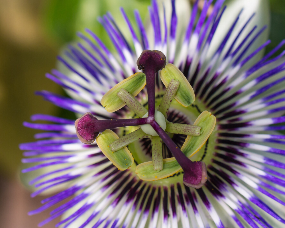 Benefits of Passionflower for Dogs | Dog Treats with Passionflower