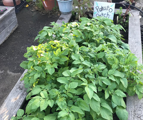 Potato Patch with healthy green leaves and a sign that reads, "Potato Patch."