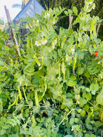 Snap peas growing on a trellis.