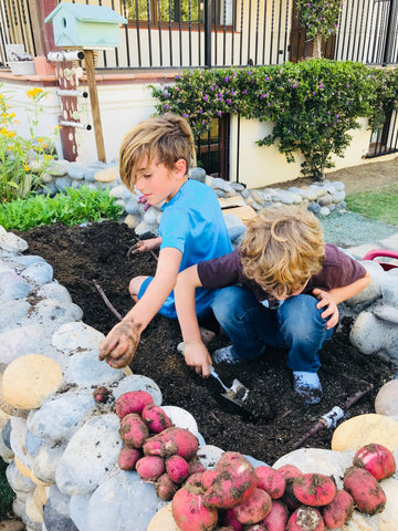 Two young boys harvesting red potatoes in their garden.