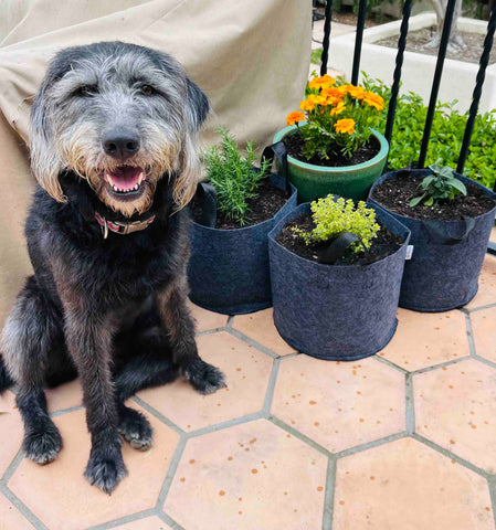 Smiling dog next to mini garden of Summer Herbs.