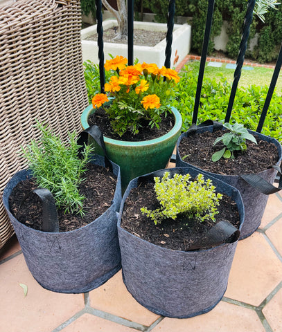 Summer Herbs growing in Grow Bags