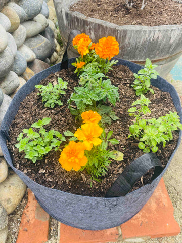 Tomato Companion Planted Garden with Oregano and Marigold Flowers.