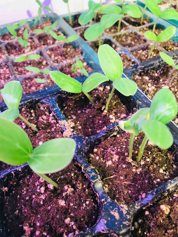 Cucumber plant seedlings