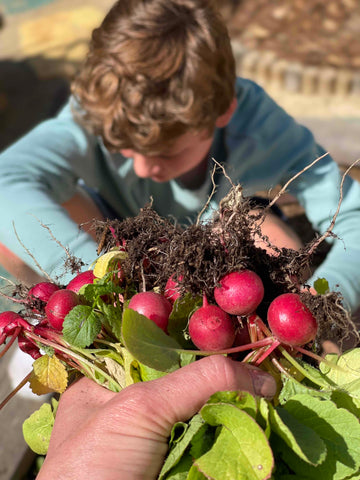 Harvesting radishes with children