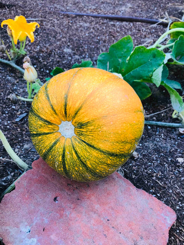 Small orange pumpkin beginning to grow with green stripes.