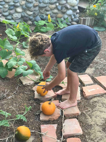 Boy harvesting pumpkins from his home garden.
