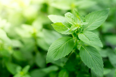 Oregano Plant