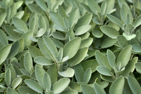 Herbal Sage Plant Leaves