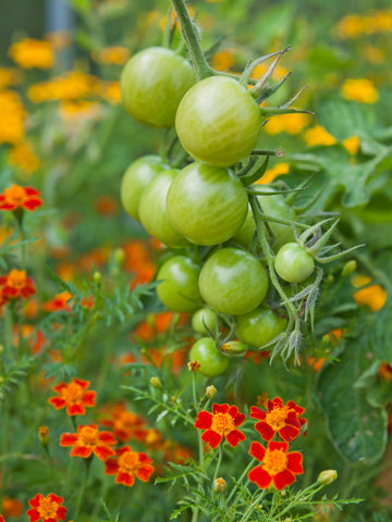 Tomato plant with unripe tomatoes growing with Marigold flowers.
