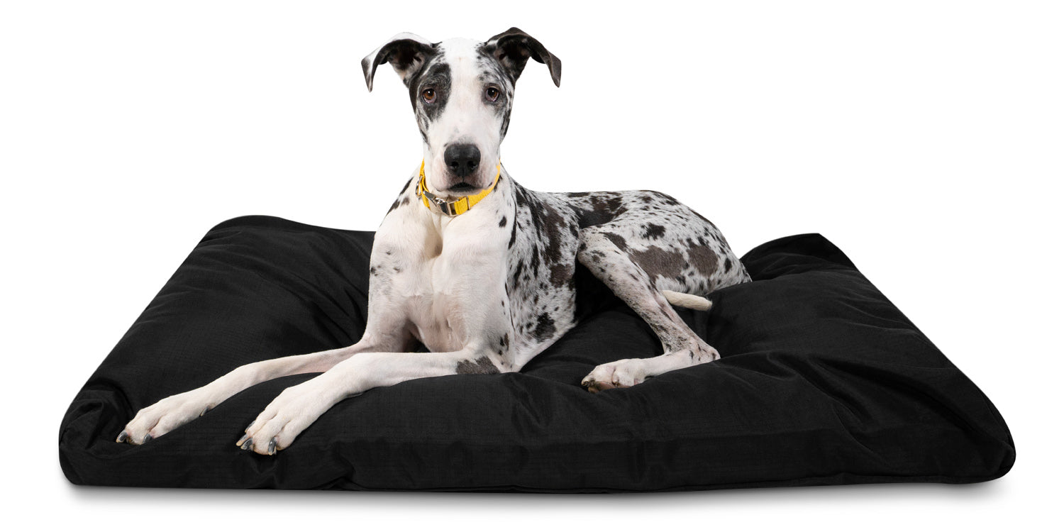 Great Dane is resting in large dog bed