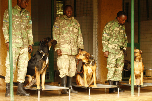 Rwanda Dogs on K9 Ballistics Dog Beds