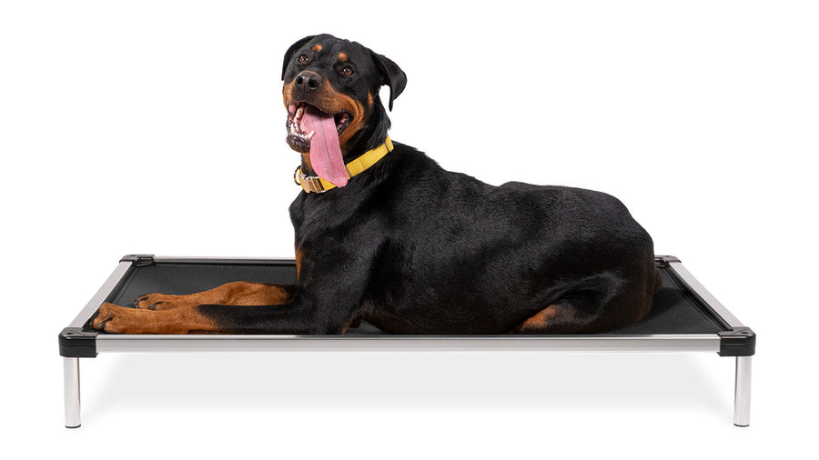 Rottweiler laying in a elevated dog bed