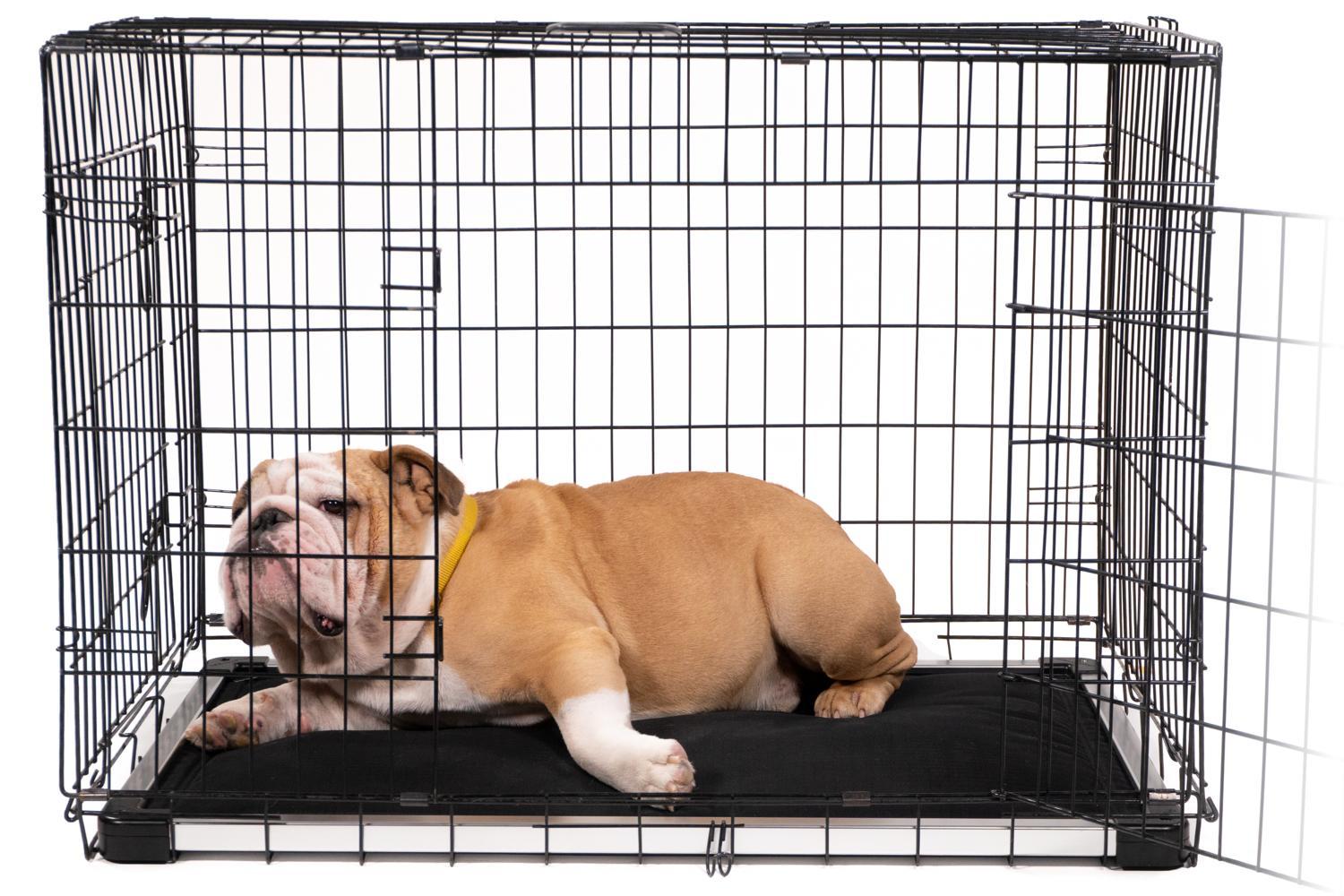 how do i stop my dog from chewing blankets in his crate