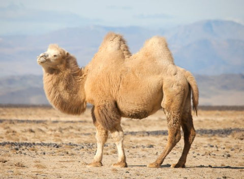 hump camel bactrian mongolia two camels steppes