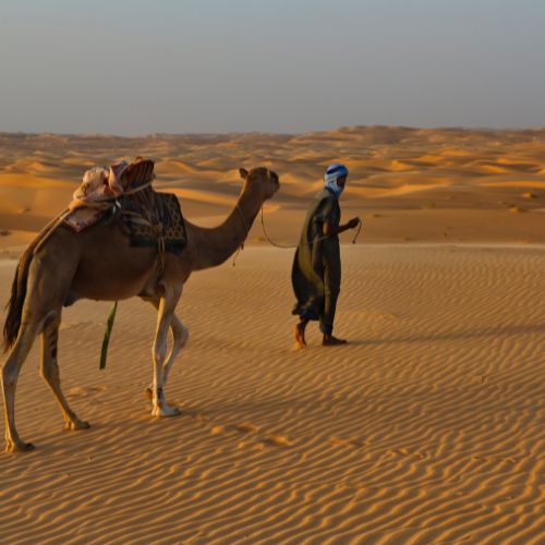 Image of a bedouin camel herder who drinks camel urine