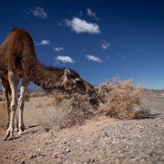Image of a camel eating salt bush