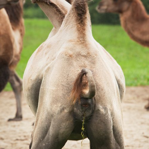 Image of a dromedary camel urinating
