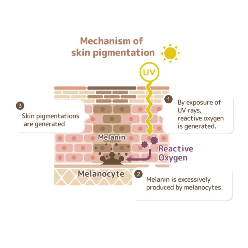 Diagram showing the mechanism of skin pigmentation
