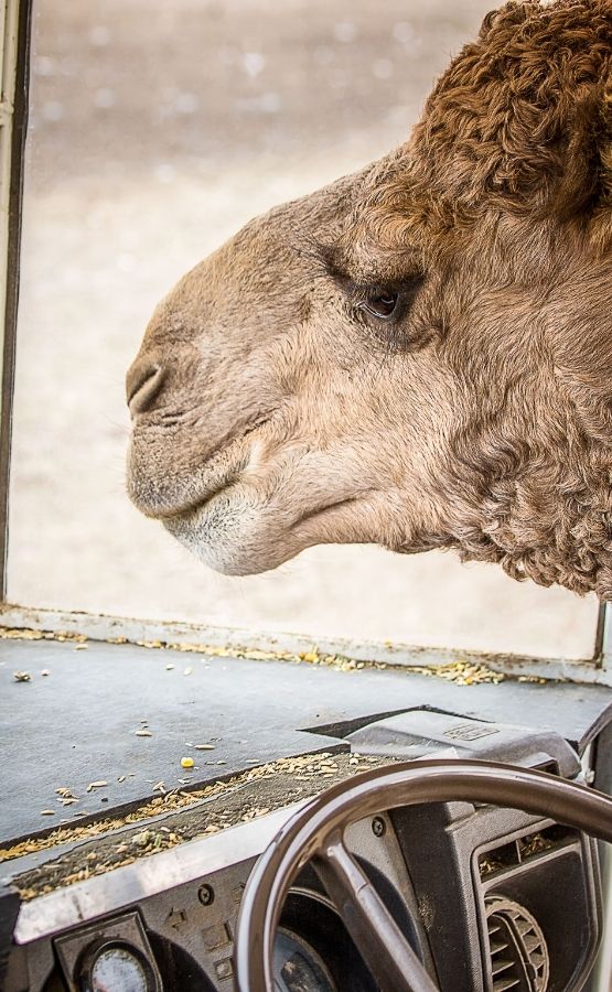 Funny image of a camel driving a car