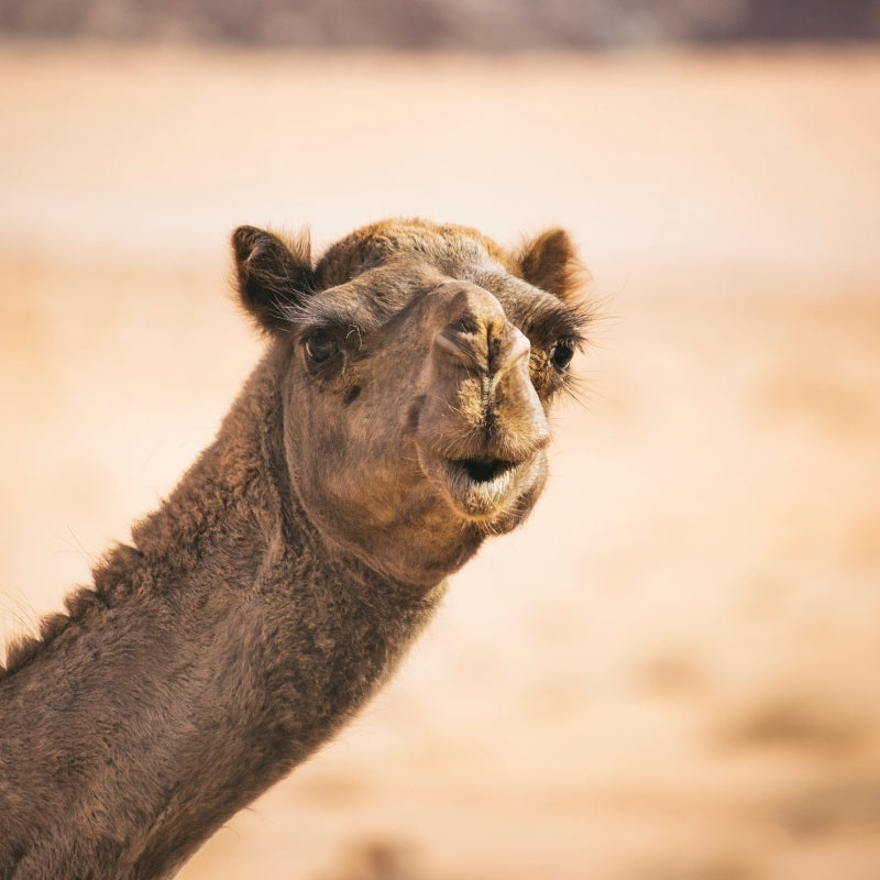 Image of an Australian camel