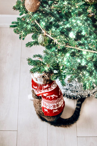 Cat wearing a Christmas sweater