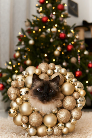 Siamese cat with Christmas wreath