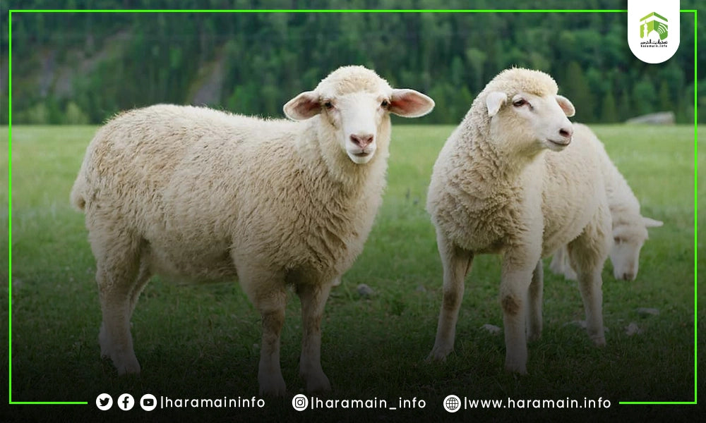 What are the Qurbani rules?