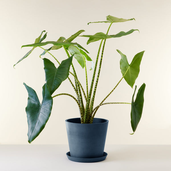 Delivery of indoor plants | Large plants | Flowy