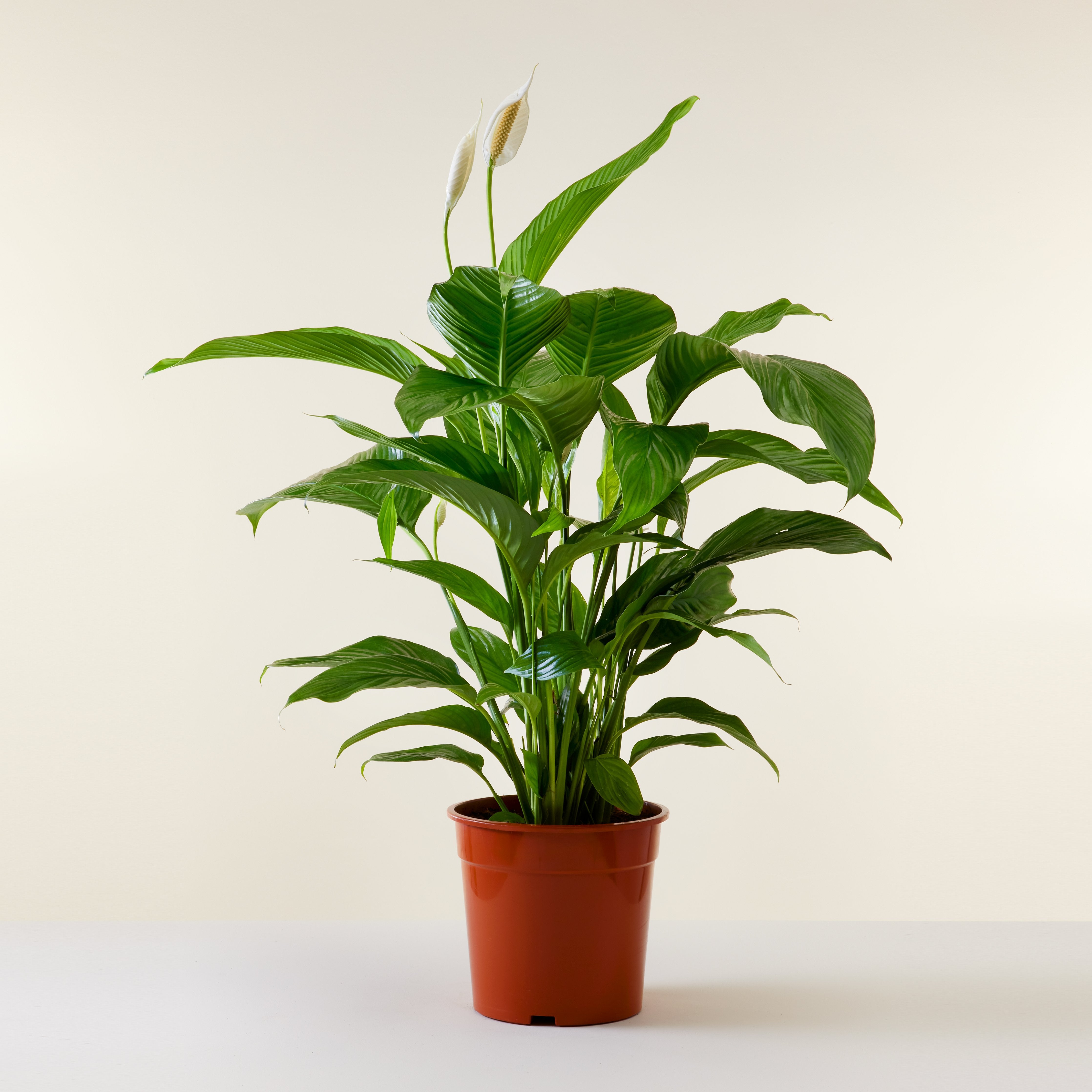 Spathiphyllum 100cm, Livraison plantes d'intérieur