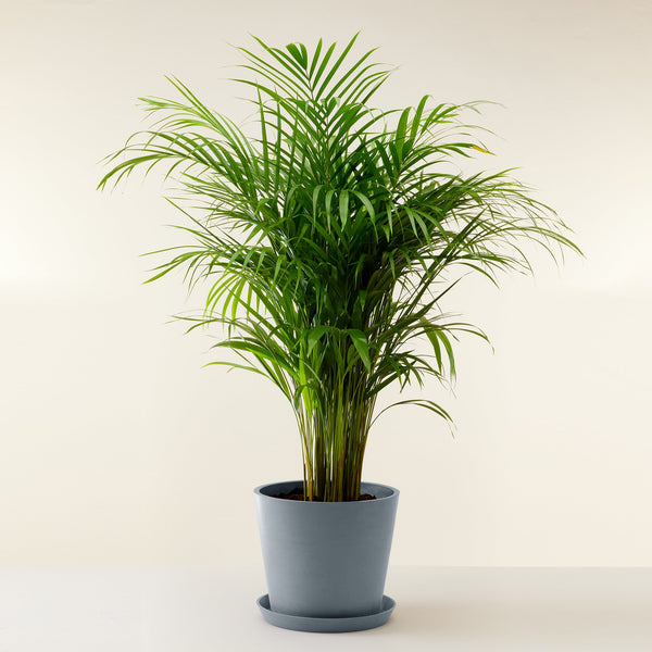 Plant in a Box - Kentia Palmier XXL - Howea Forsteriana - Plante verte  interieur vivante - Purifiante - Pot 24cm - Hauteur 150-170cm : :  Jardin