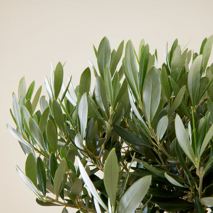 Green olive leaves delivered to your home